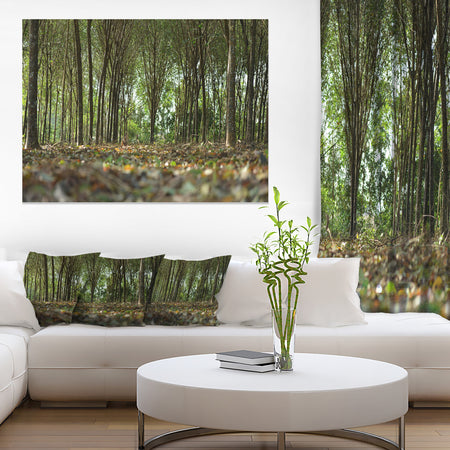 Dense Rubber Tree Plantation - Landscape Art Print Canvas