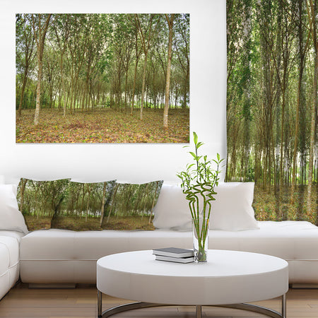 Rubber Tree Plantation during Midday - Landscape Art Print Canvas