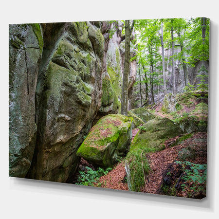 Wild Deep Moss Forest Ukraine - Landscape Art Print Canvas