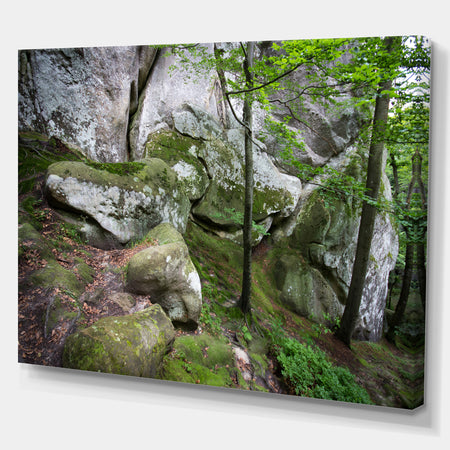 Deep Moss Forest with Rocks - Landscape Art Print Canvas