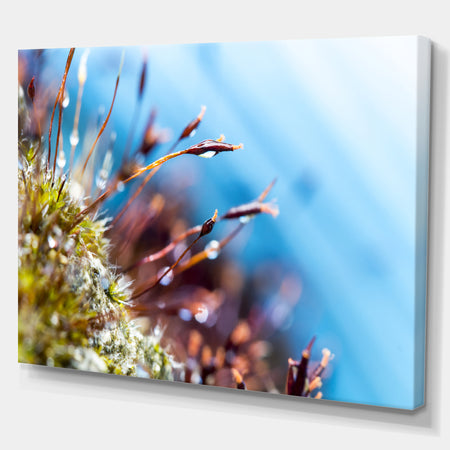 Abstract Moss Flowers in Summer Spring - Landscape Art Print Canvas