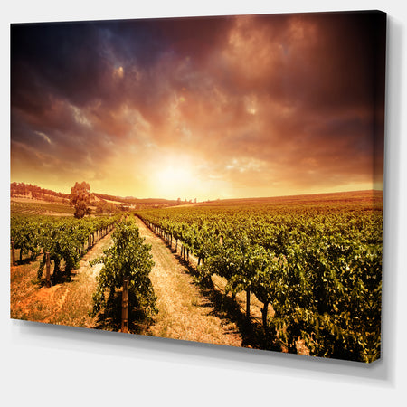 Vineyard with Stormy Sunset - Extra Large Wall Art Landscape