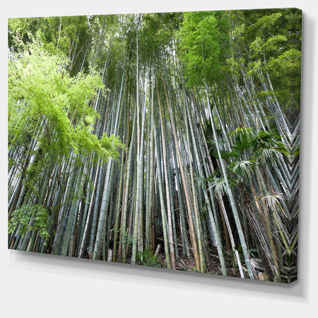 Dense Bamboo Forest of Japan - Forest Canvas Wall Art Print