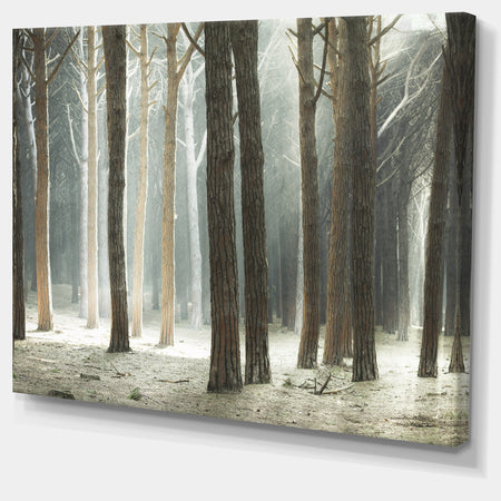 Maritime Pine Tree Forest with Rays - Oversized Forest Canvas Art