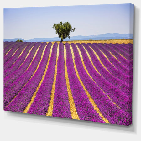 Lavender and Lonely Tree Uphill - Oversized Landscape Wall Art Print
