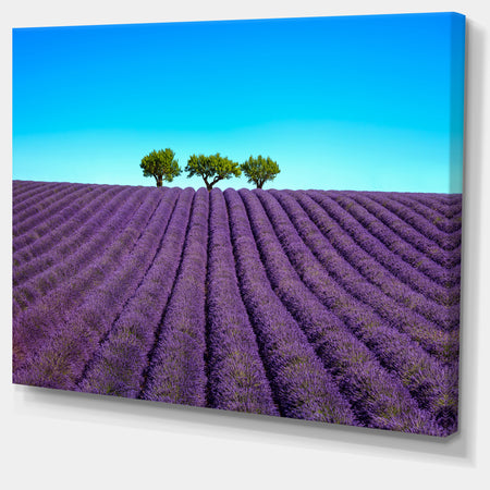 Lavender Flowers and Uphill Green Trees - Oversized Landscape Wall Art Print