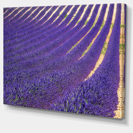 Lavender Blooming Fields as Texture - Oversized Landscape Wall Art Print