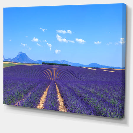 Lavender Blooming Fields and Trees - Oversized Landscape Wall Art Print