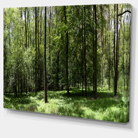 Wild Green Forest Panorama - Oversized Forest Canvas Artwork