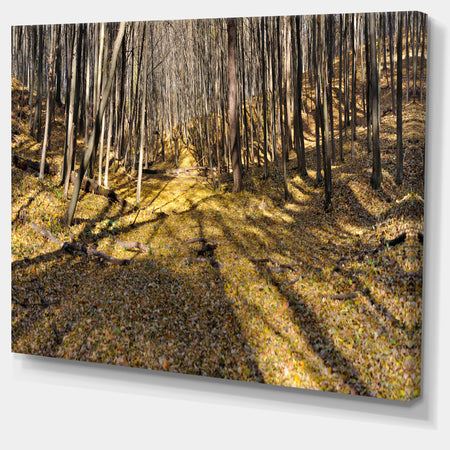 Majestic Autumn Forest Panorama - Landscape Artwork Canvas