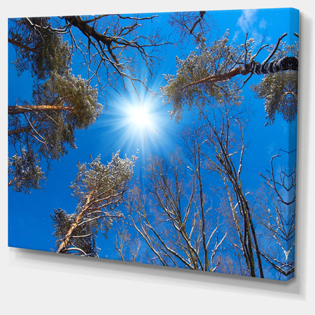 Bright Sun in the Tree Top Circle - Modern Forest Canvas Wall Art