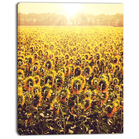 Blooming Sunflowers At Sunset - Oversized Landscape Canvas Art