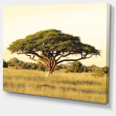 Acacia Tree on African Plain - Oversized African Landscape Canvas Art