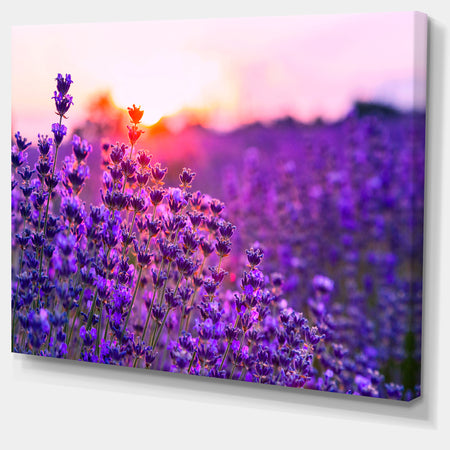 Summer Sunset over Lavender Field - Large Floral Canvas Art Print