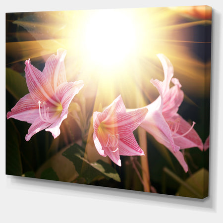 Large Pink Flowers with Sunlight - Large Flower Wall Artwork