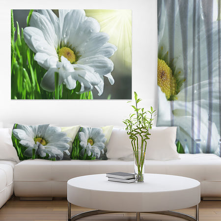 Single Beautiful Daisy Flower - Large Flower Wall Artwork