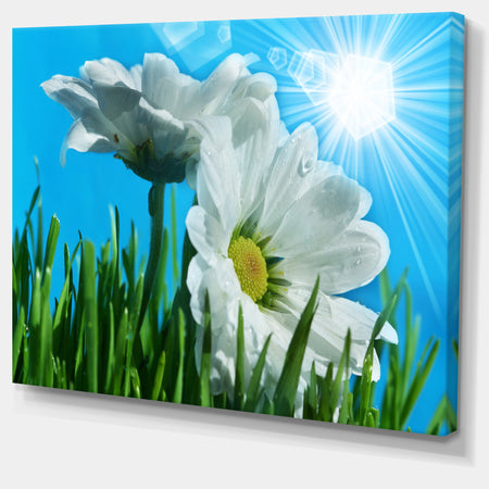 Beautiful Chamomiles in Bright Sunlight - Modern Flower Canvas Art Print