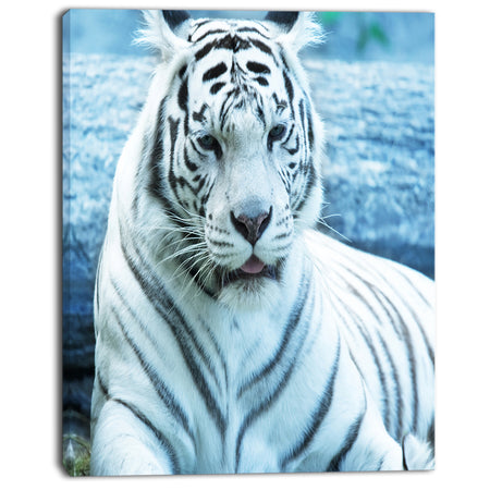 Silver Tiger with Water Background - African Canvas Artwork