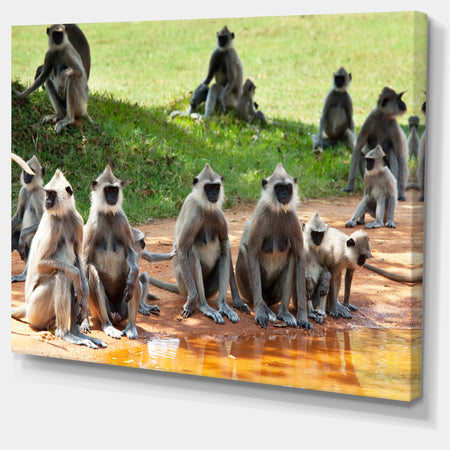 Monkeys in Sri Lanka - African Canvas Artwork