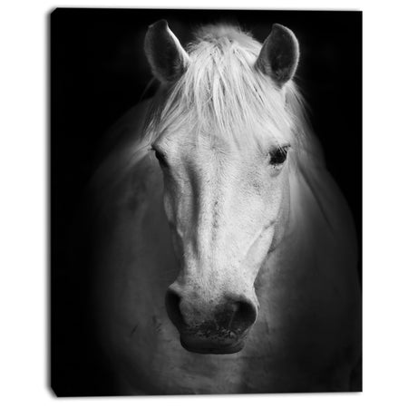 White Horse Black and White - Animal Canvas Art Print