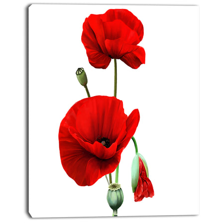 Red Poppies on White Background - Floral Canvas Artwork Print