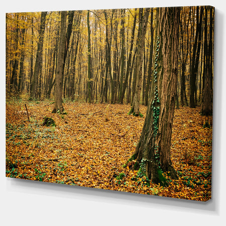Beautiful Autumn Forest in Mountains - Modern Forest Canvas Art