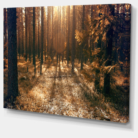 Dark First Snow Forest Photo - Modern Forest Canvas Art