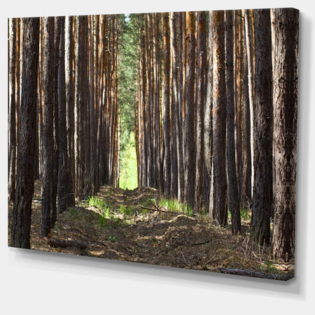 Even Rows of Pine Tree Forest - Modern Forest Canvas Art