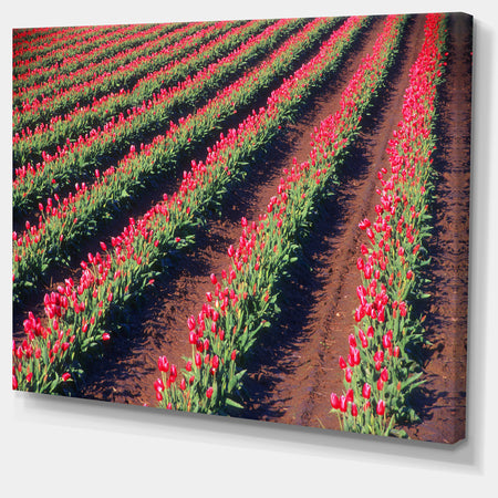 Beautiful Field of Red Tulip Flowers - Large Landscape Canvas Art