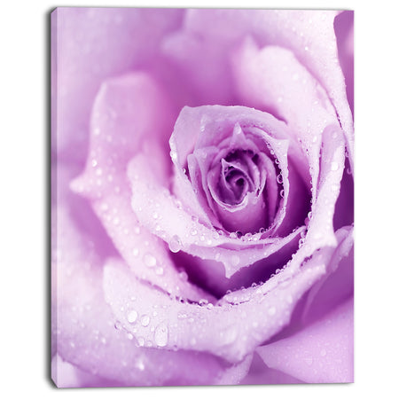 Purple Wet Rose Background - Flowers Canvas Wall Artwork