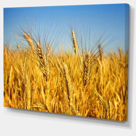 Bright Golden Wheat Field - Landscape Wall Art Print Canvas