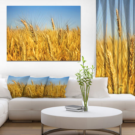 Bright Golden Wheat Field - Landscape Wall Art Print Canvas