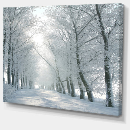 Winter Road Backlit my Morning Sun - Modern Forest Canvas Wall Artwork