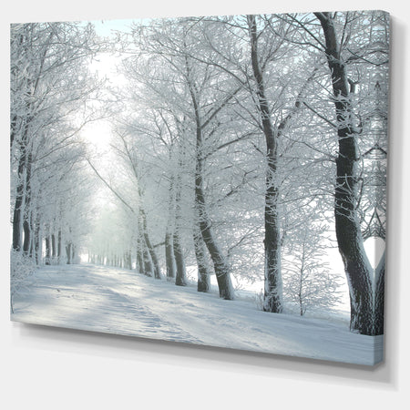 Winter Country Lane on Frosty Morning - Large Forest Artwork Canvas