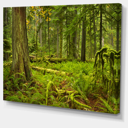Lush Rainforest in Cathedral Grove - Landscape Wall Art on Canvas