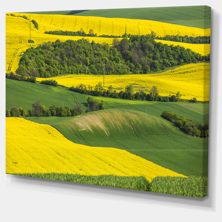 Rapeseed Fields and Green Wheat - Modern Landscpae Wall Art