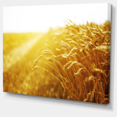 Bright Sunset over Wheat Field - Landscape Canvas Wall Artwork