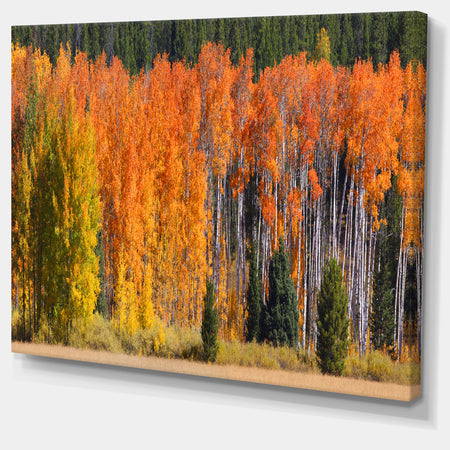 Fall Trees Panorama - Landscape Wall Artwork