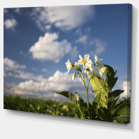 Potato Plant Flowers - Landscape Wall Artwork