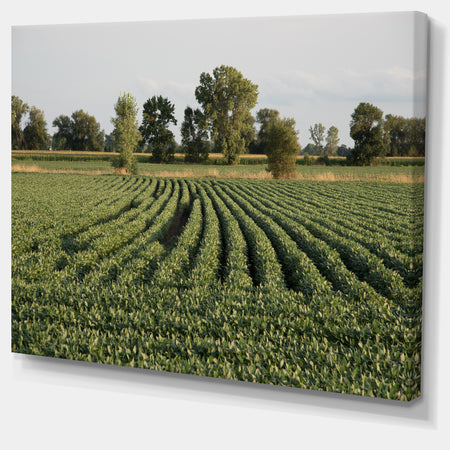 Wisconsin Soybean Field Rows - Landscape Wall Artwork