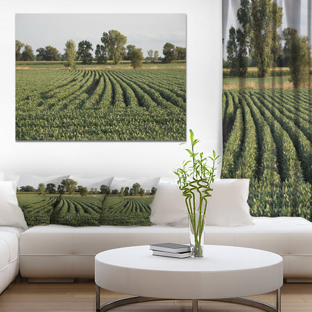 Wisconsin Soybean Field Rows - Landscape Wall Artwork