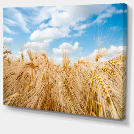 Design Canvas Art Print 'Barley Field under Blue Sky - Extra Large Landscape Canvas Art Print