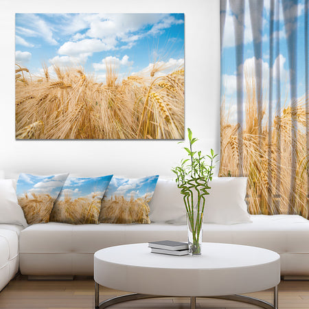 Design Canvas Art Print 'Barley Field under Blue Sky - Extra Large Landscape Canvas Art Print