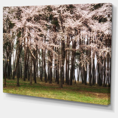 Cherry Blossoms in Pine Tree - Extra Large Landscape Canvas Art Print
