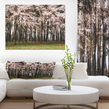 Cherry Blossoms in Pine Tree - Extra Large Landscape Canvas Art Print