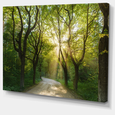 Evening in Green Forest - Extra Large Landscape Canvas Art Print