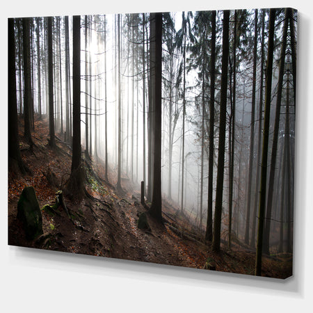 Misty Forest Morning Panorama - Large Landscape Canvas Art Print