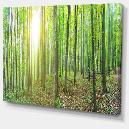 Thick Green Forest Panorama - Large Landscape Canvas Art Print