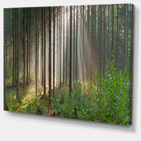 Green Forest in Mist Panorama - Extra Large Landscape Canvas Art Print