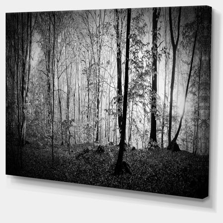 Beautiful Forest Morning Panorama - Extra Large Landscape Canvas Art Print